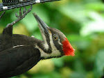 Pileated Female Feeding