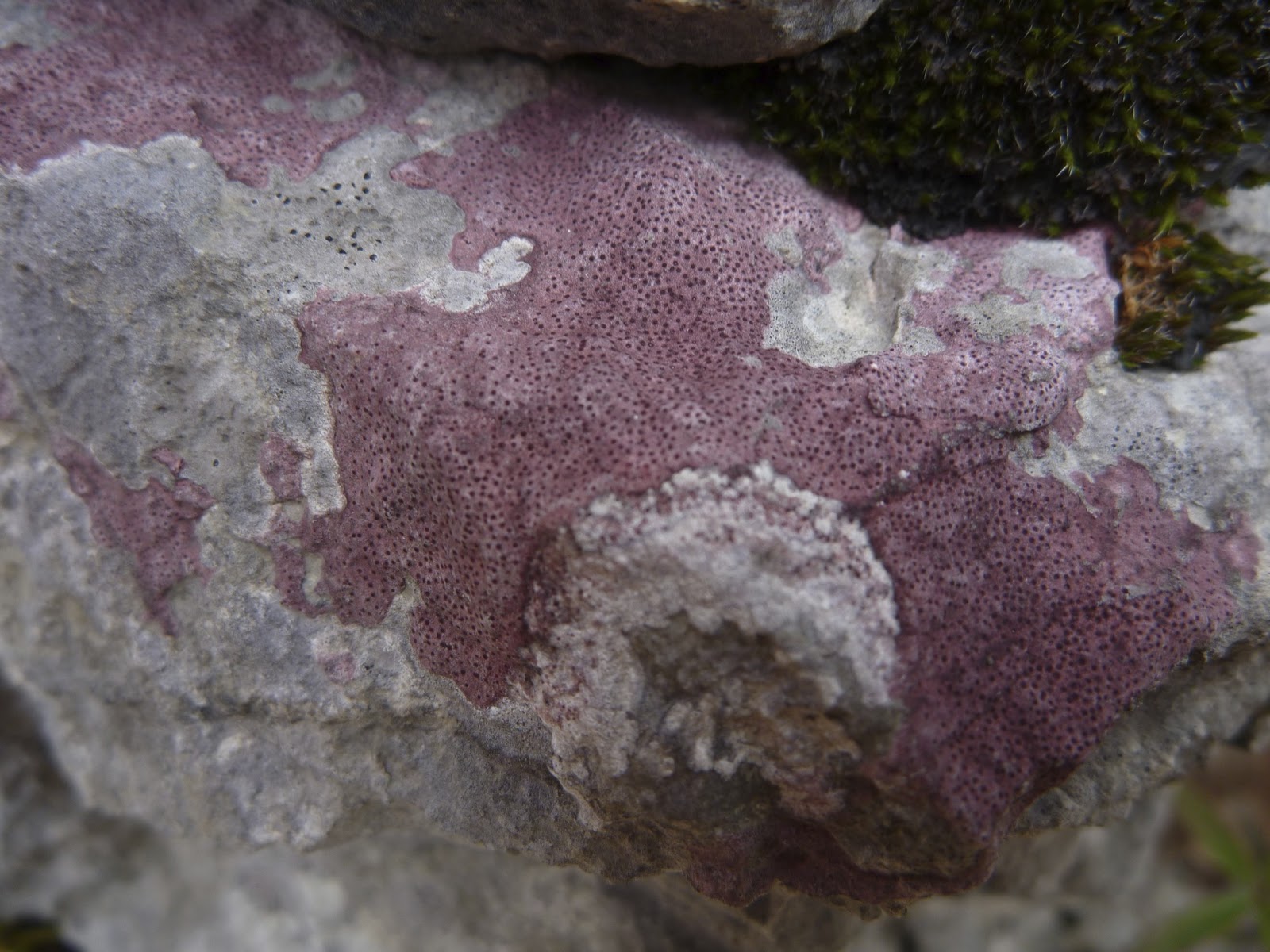 Dye Lot Lichens of the Lot