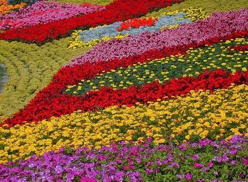 Best Favorite Flowers In The World: Flower Garden Photos