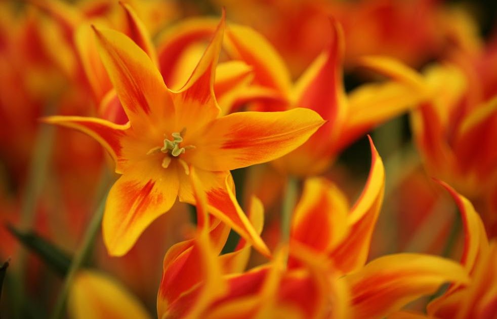 Best Favorite Flowers In The World Flowers Of England