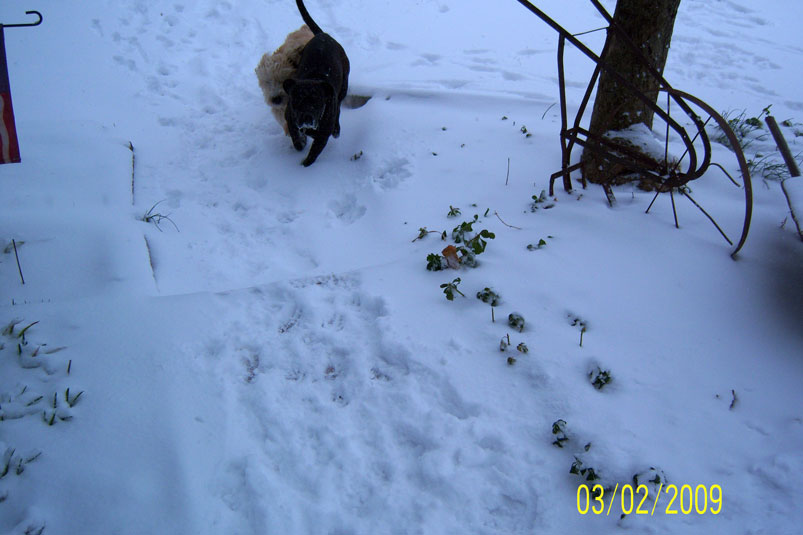 [Snow4.jpg]