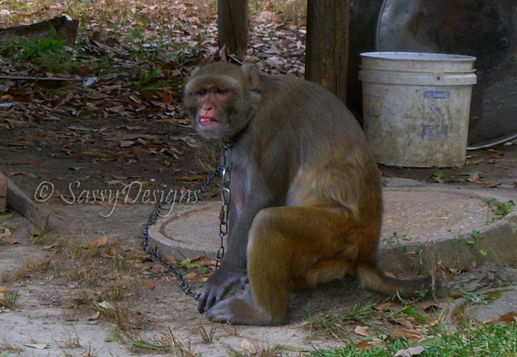 [Monkey11.jpg]
