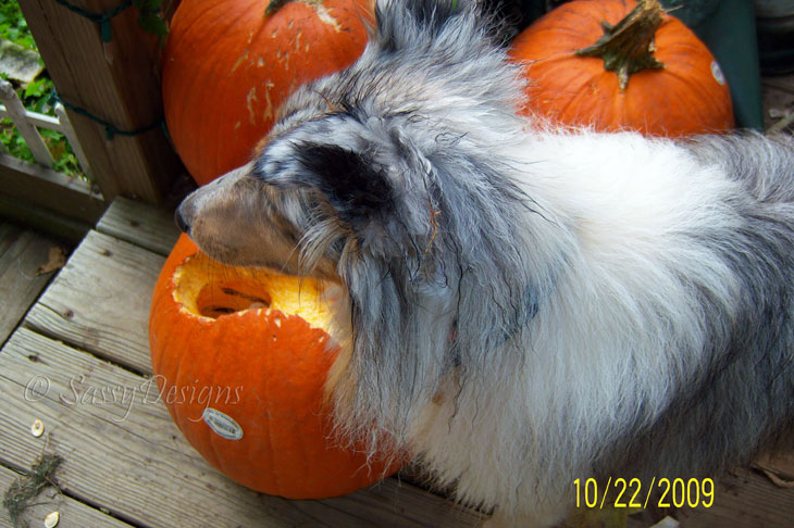 [PumpkinUpdate.jpg]