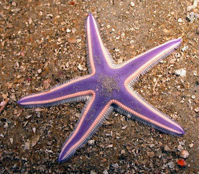 Cool Starfish Pictures