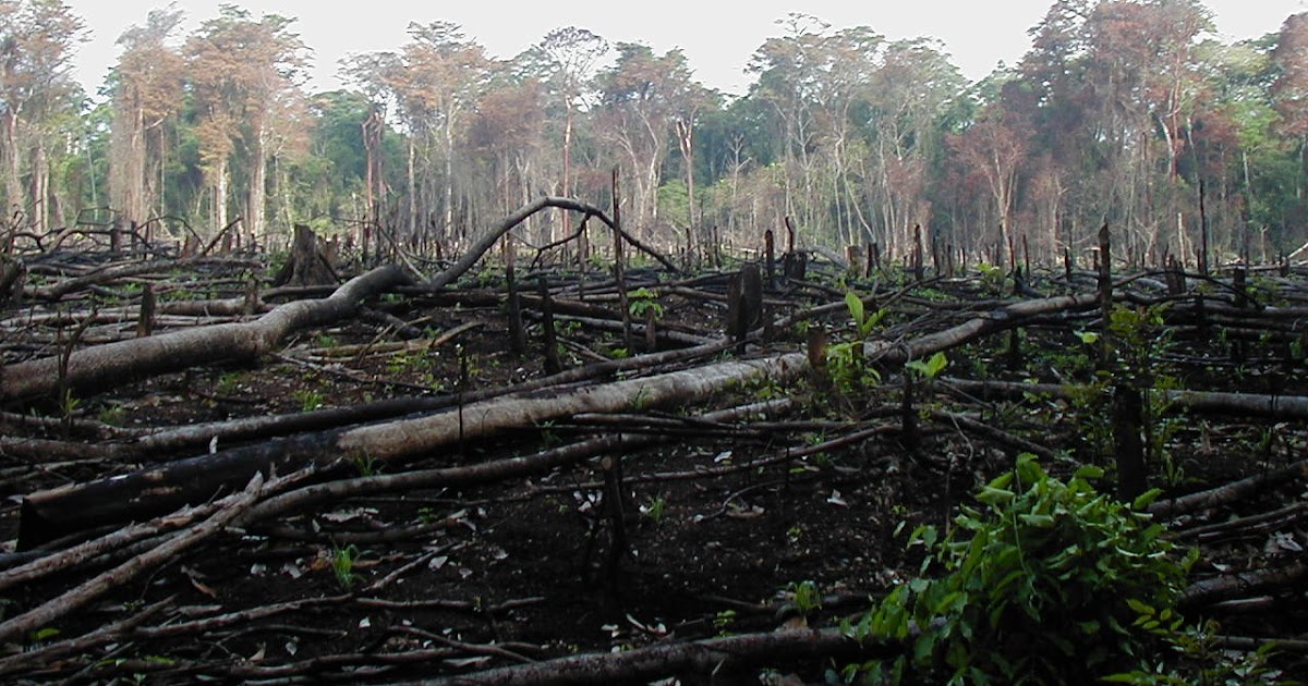 West Africa Discovery Deforestation in West Africa will affect rural communities