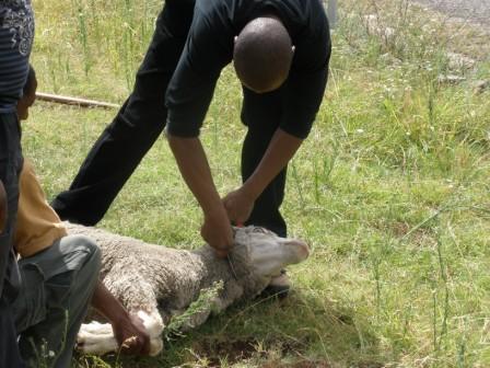 [Sheepblog3.jpg]