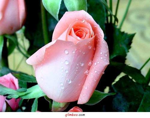 Mawar Harum Pertanda Maaf dan Persahabatan