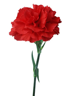 [carnation.jpg]