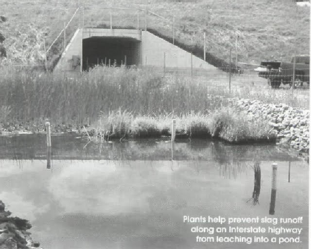 phytoremediation to clean up environmental spills Exotic australian plants have superpowers that can be used to clean up chemical spills it's a biotechnology called 'phytoremediation' and it harnesses. phytoremediation to clean up environmental spills Exotic australian plants have superpowers that can be used to clean up chemical spills it's a biotechnology called 'phytoremediation' and it harnesses.