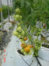 tomato jenis baccaret yg sesuai ditanam di tanah rendah