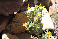 Colorado Wildflowers