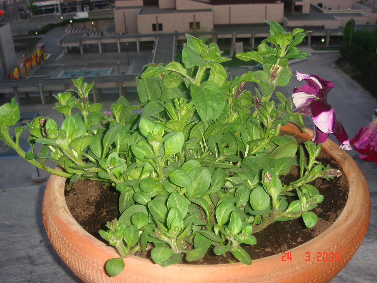[DSC07911.JPG]