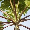 Castor Bean (Jarak)