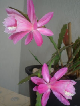 cactus orquidea - ROSA