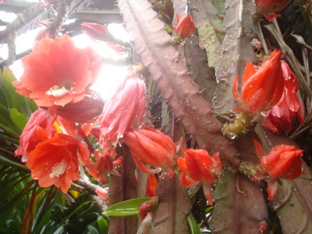 cactus orquidea -  VERMELHA