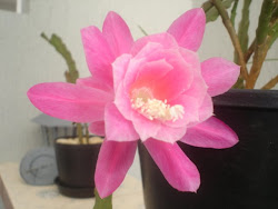 cactus orquidea - ROSA