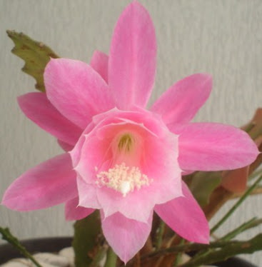 Cactus Orquidea - ROSA