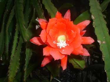 Cactus Orquidea vermelha