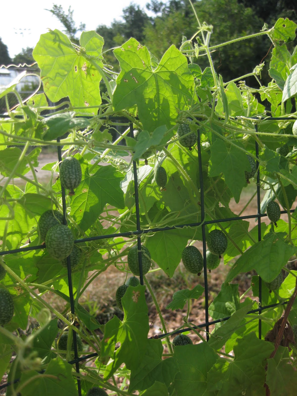 Mouse melons. My favorite garden curiosity. Also known as the Mexican