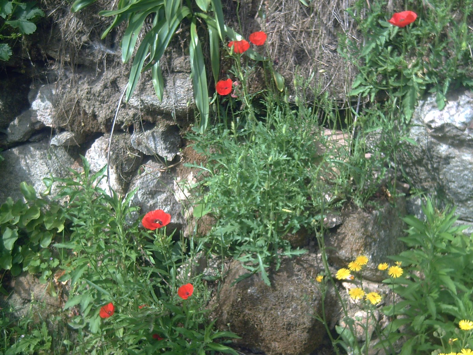 [PICT0352.JPG]