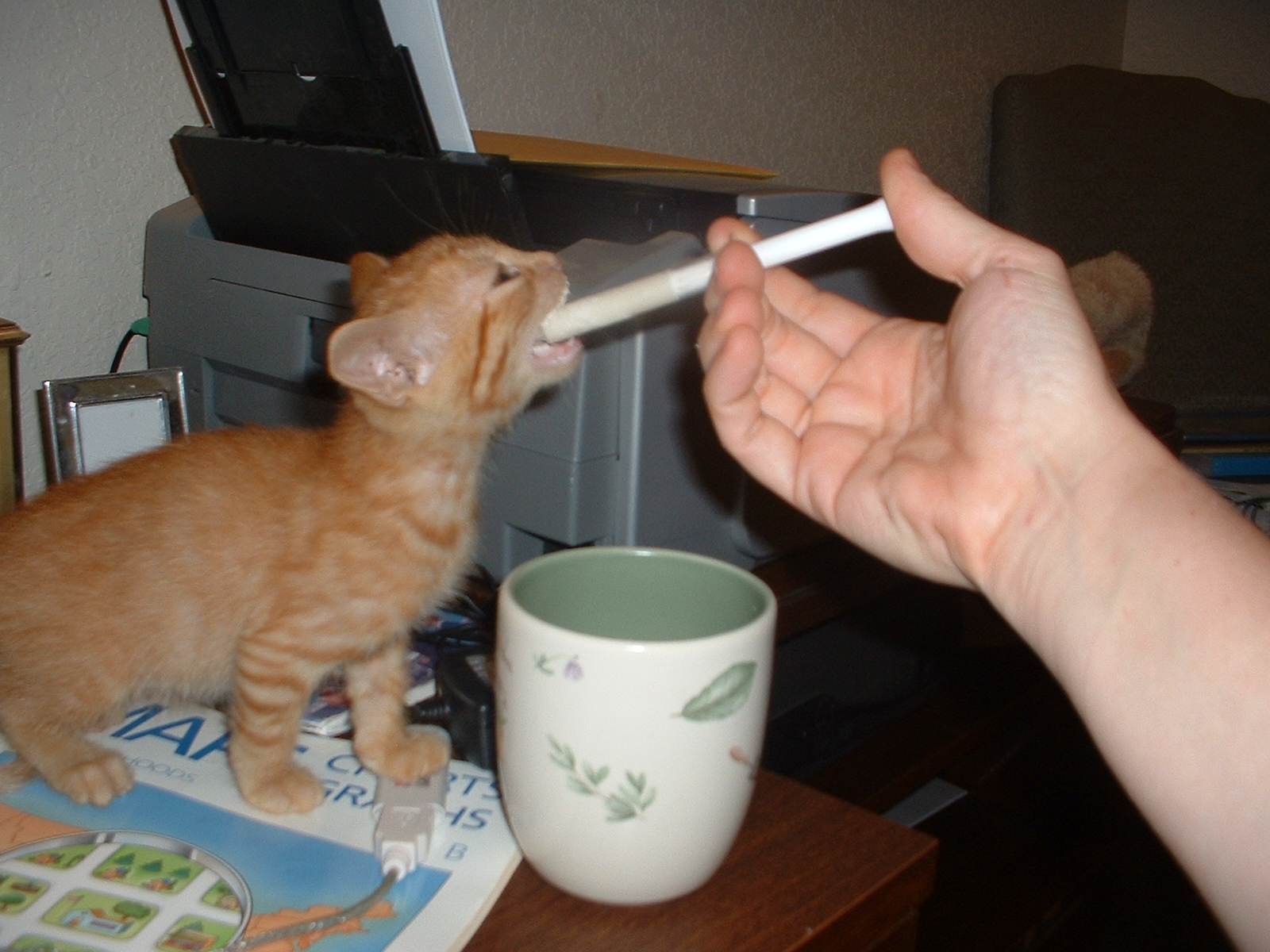 [kitty+eating.JPG]