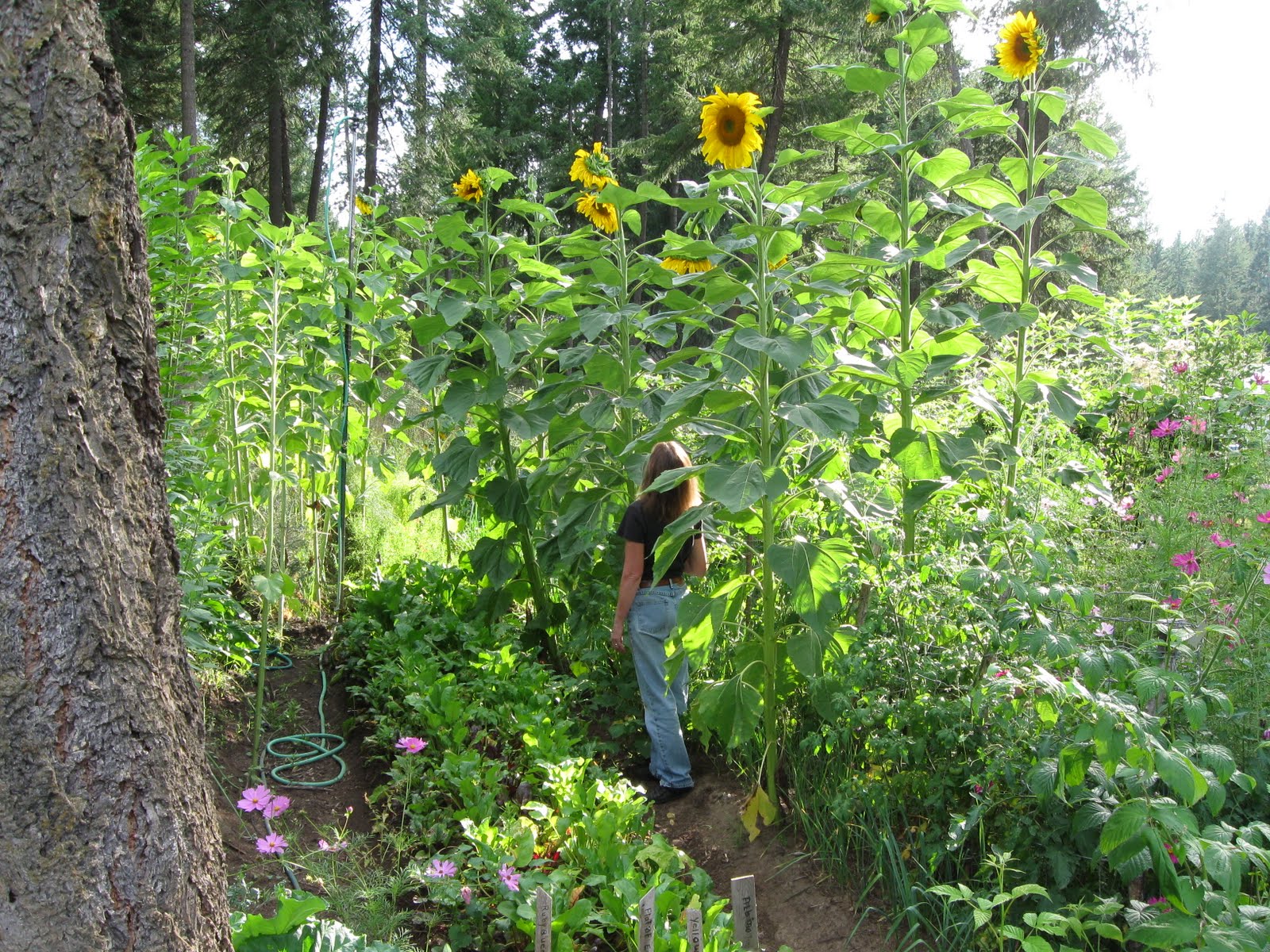 Mongolian Sunflower