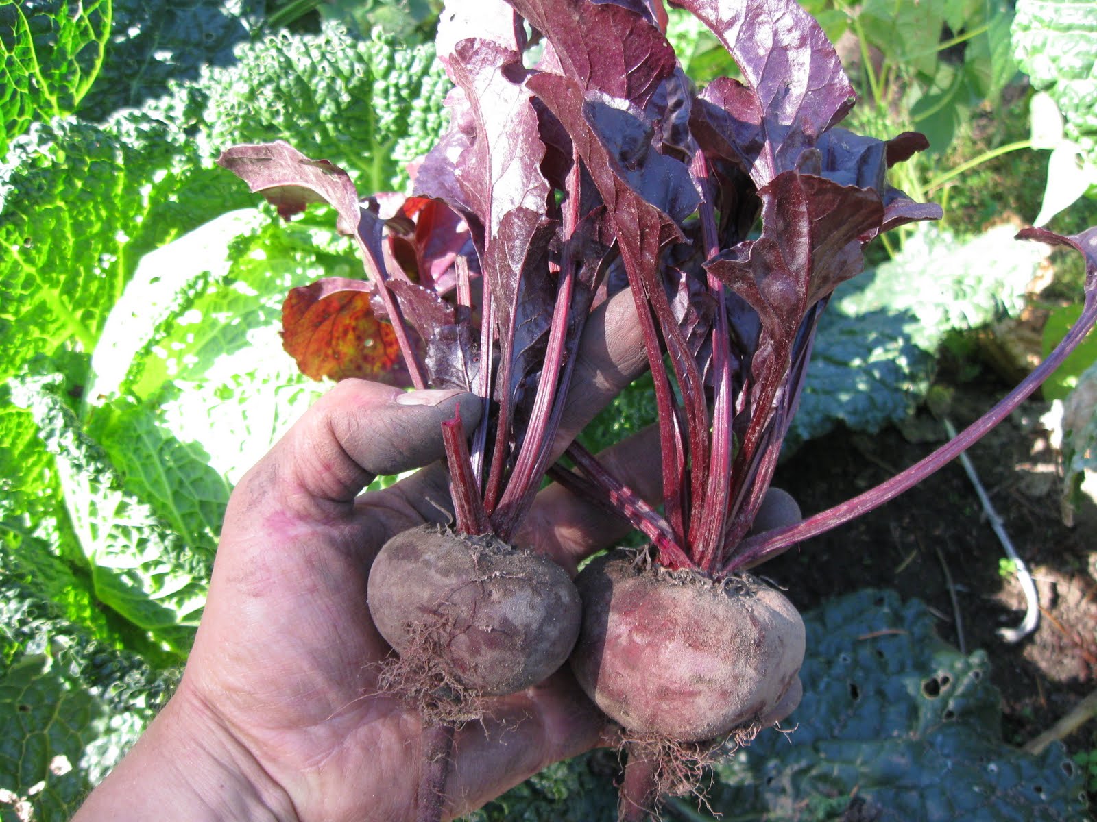 Our Subsistence Pattern Harvesting Beets and Carrots