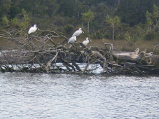 Birds at Okarito Lagoon