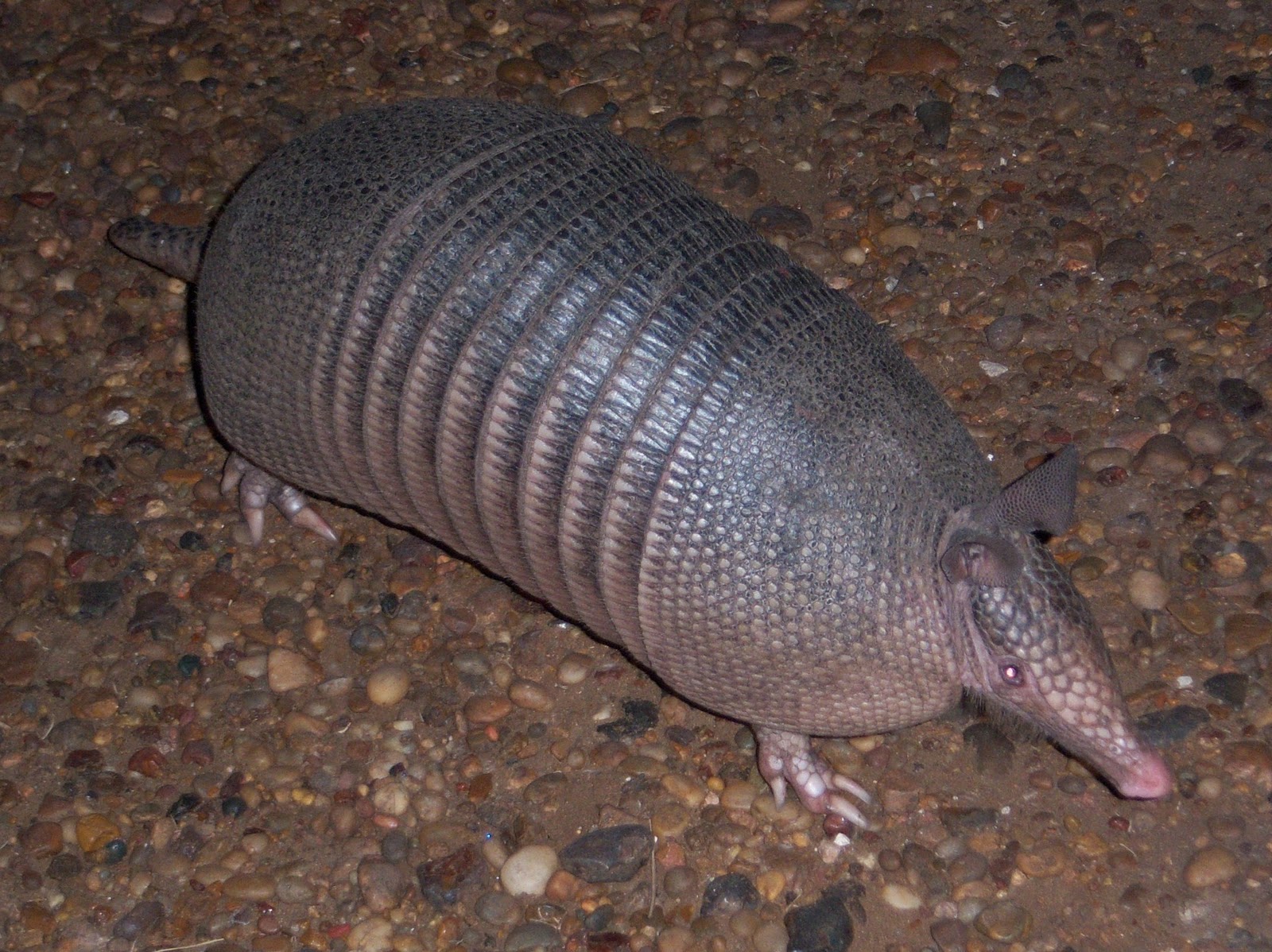 NATURALEZA Y CULTURA: La Mulita Grande