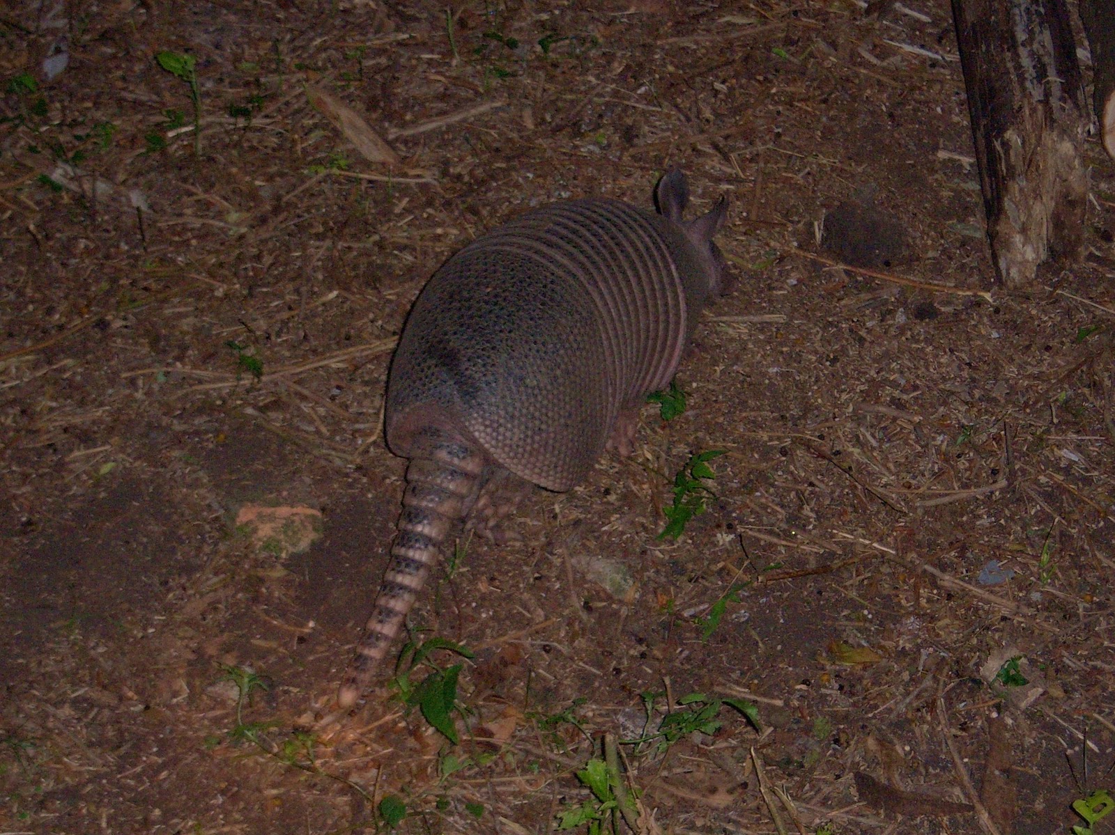 NATURALEZA Y CULTURA: La Mulita Grande