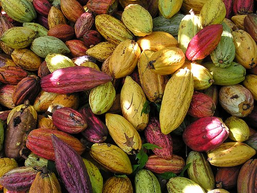 Buah Kakao