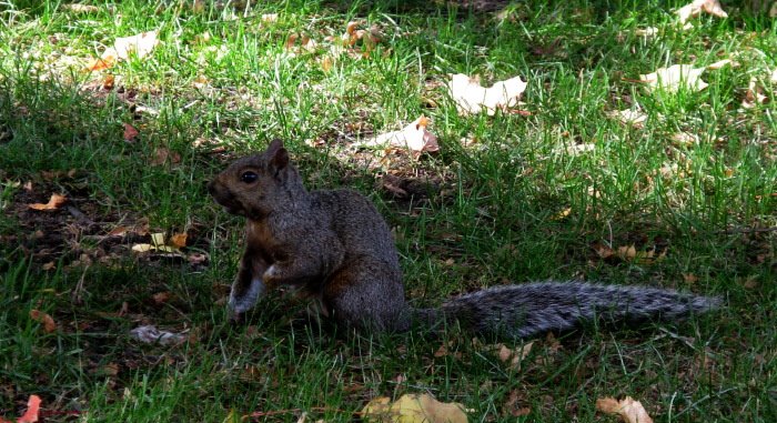 [squirrelsmall.JPG]