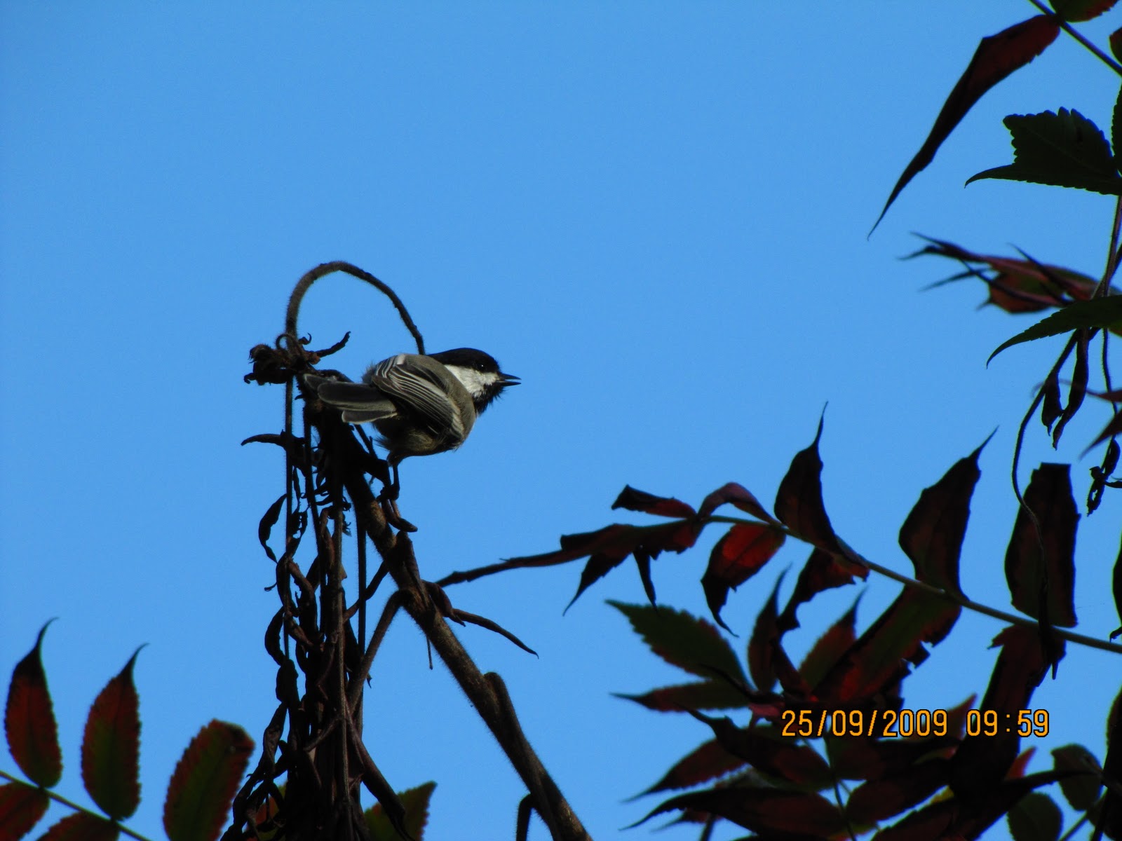 The Little Bird Watcher Backyard Birds