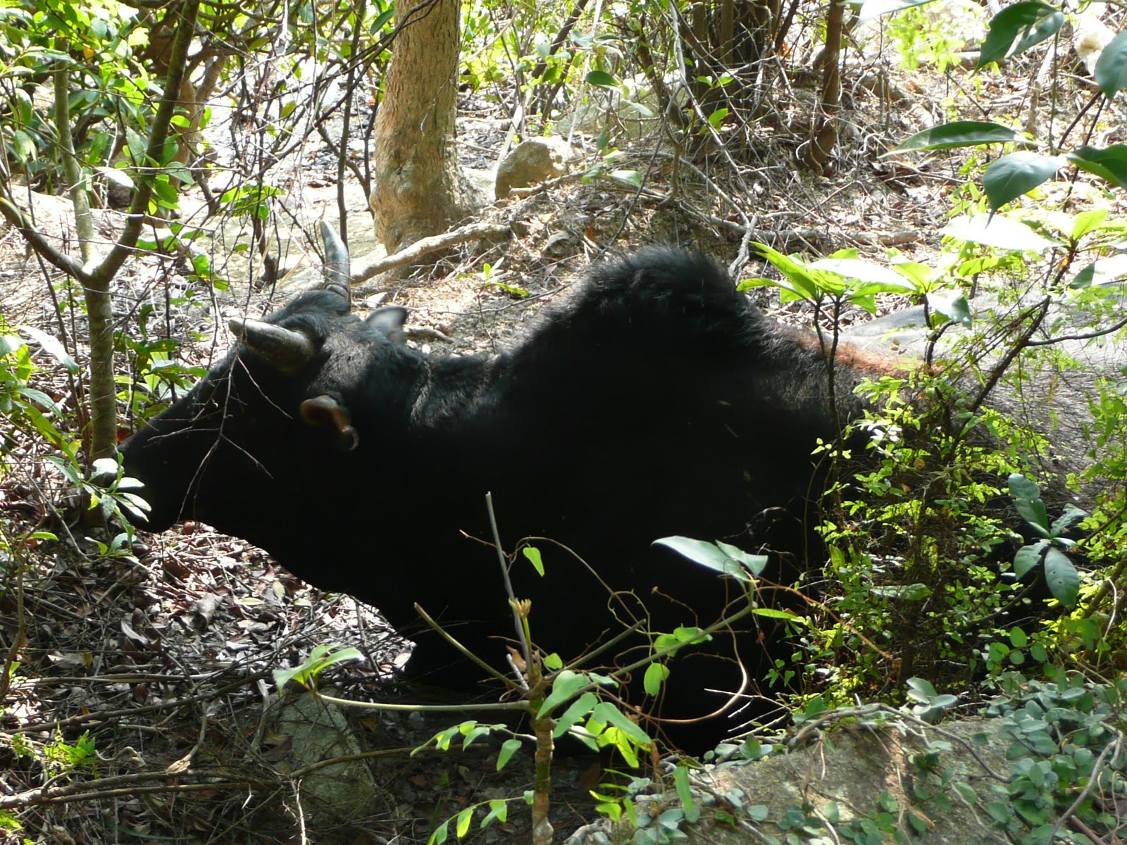 Feral Cow