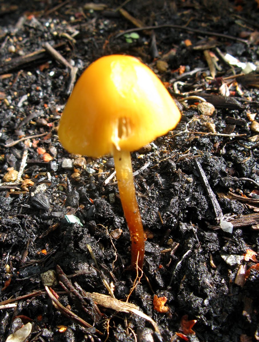 Growing Edibles in Vancouver, British Columbia: Vegetables in the Front