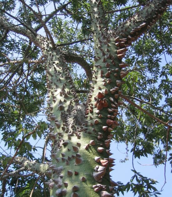 The World's Hardest Tree to Climb Alpin Funny Picture!!