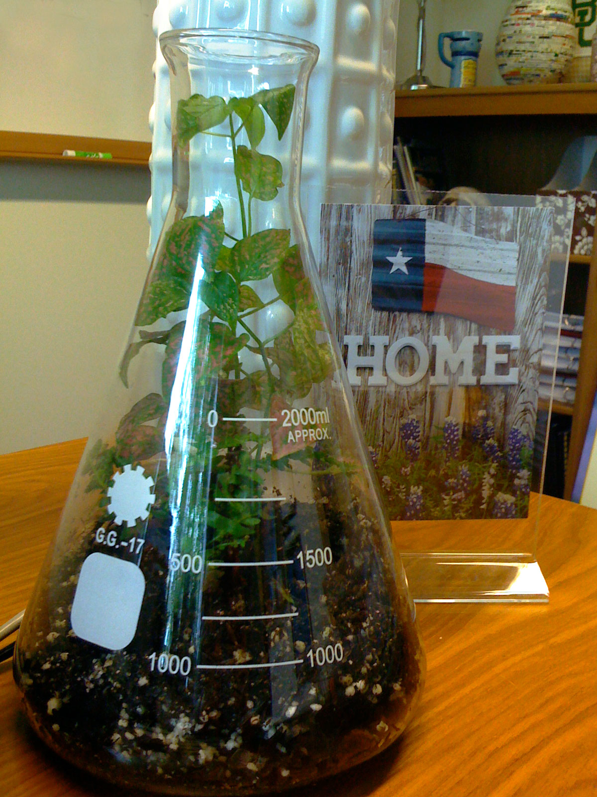 Nifty Table Beaker terrarium
