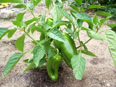 [garden+peppers.jpg]