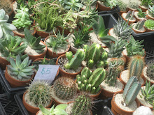 Cacti