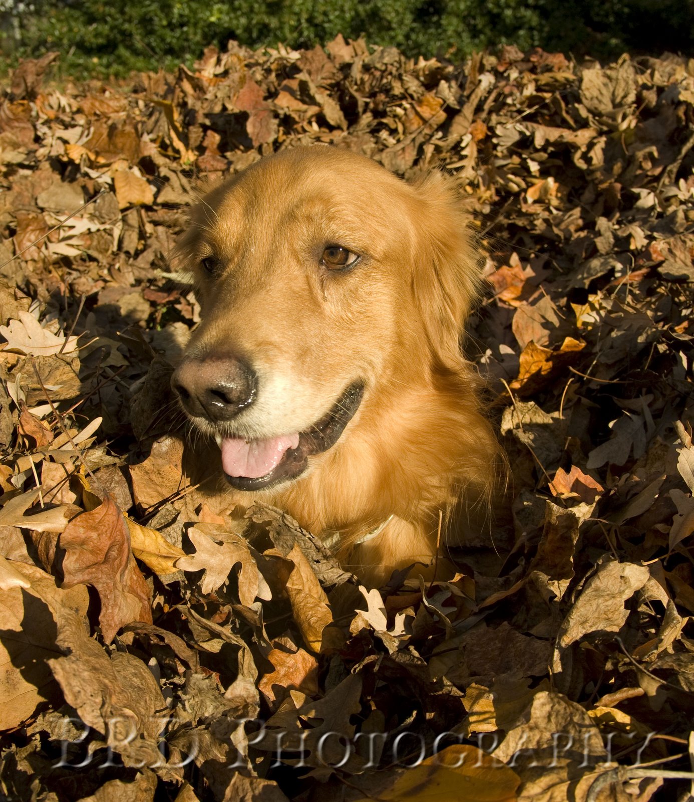 [Leaves+046+Apollo+dog+gold+brown.jpg]