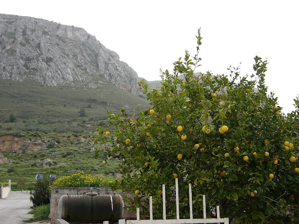 Lemons!