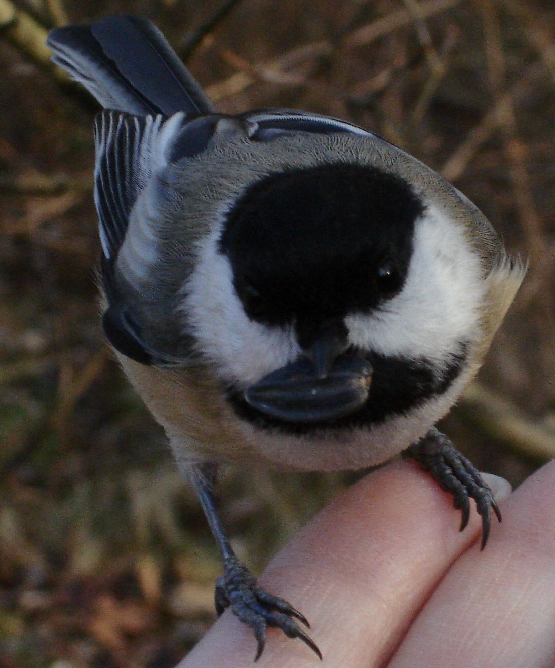 [23_kb_Chickadee.jpg]