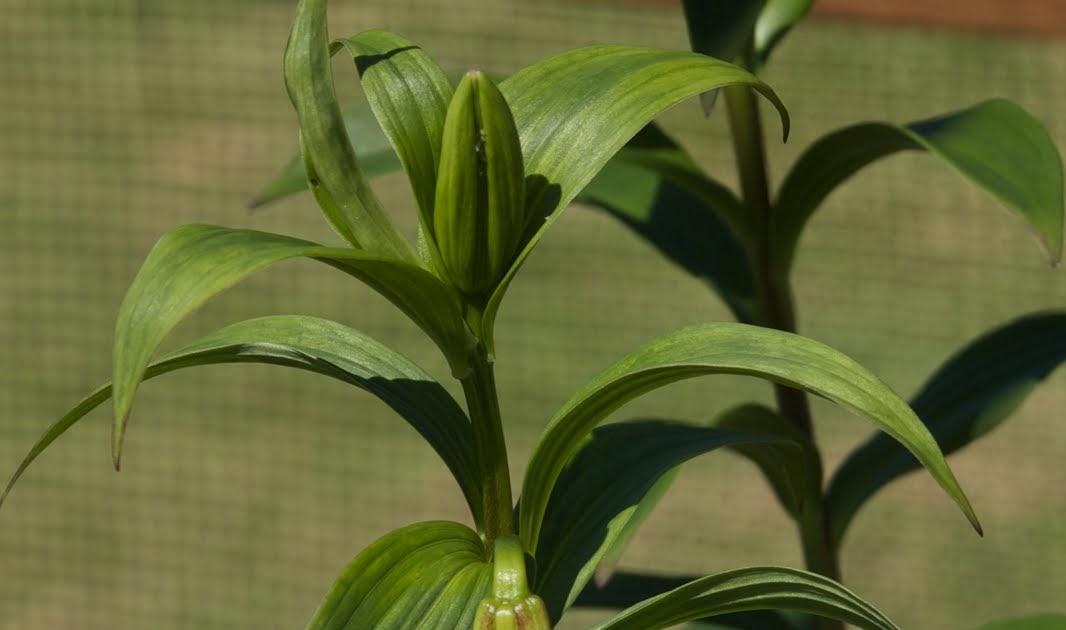 Wild Ginger Farm News Blog Nepal Lily