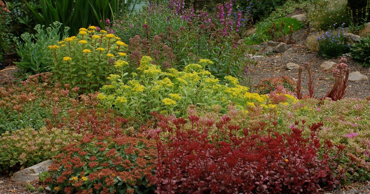 Wild Ginger Farm News Blog: Succulents in the Garden