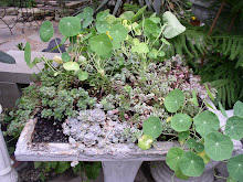 A Birdbath Metamorphosis