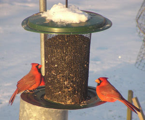 Wisconsin Winter Birds