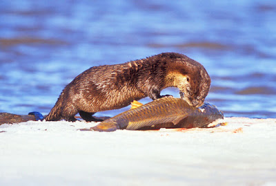 Image result for otter with an eel lake superior