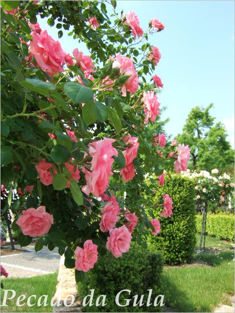 [rosa32.jpg]