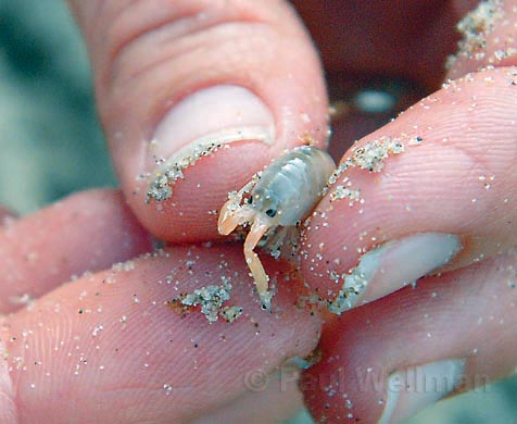 [Beach_Hopper_Web.jpg]