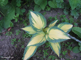 Collection de hostas Remember+me